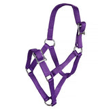 Rancher - Roko Foal Halter